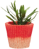 Etsy Plant