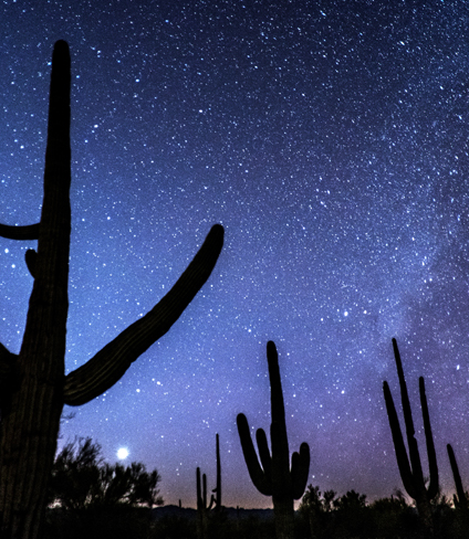 Photo of cacti in silhouette against a starry night sky