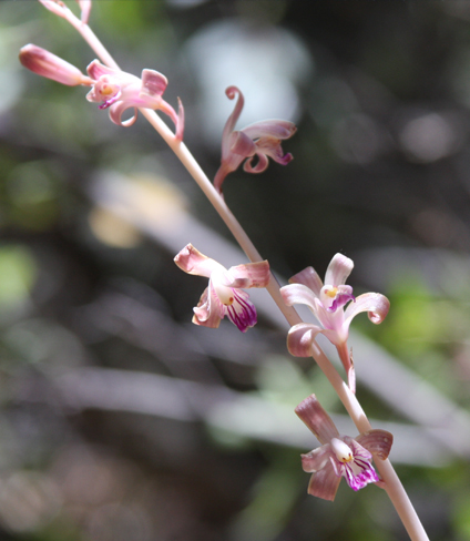 Photo of an orchid