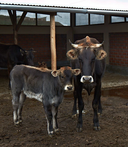 Photo of livestock