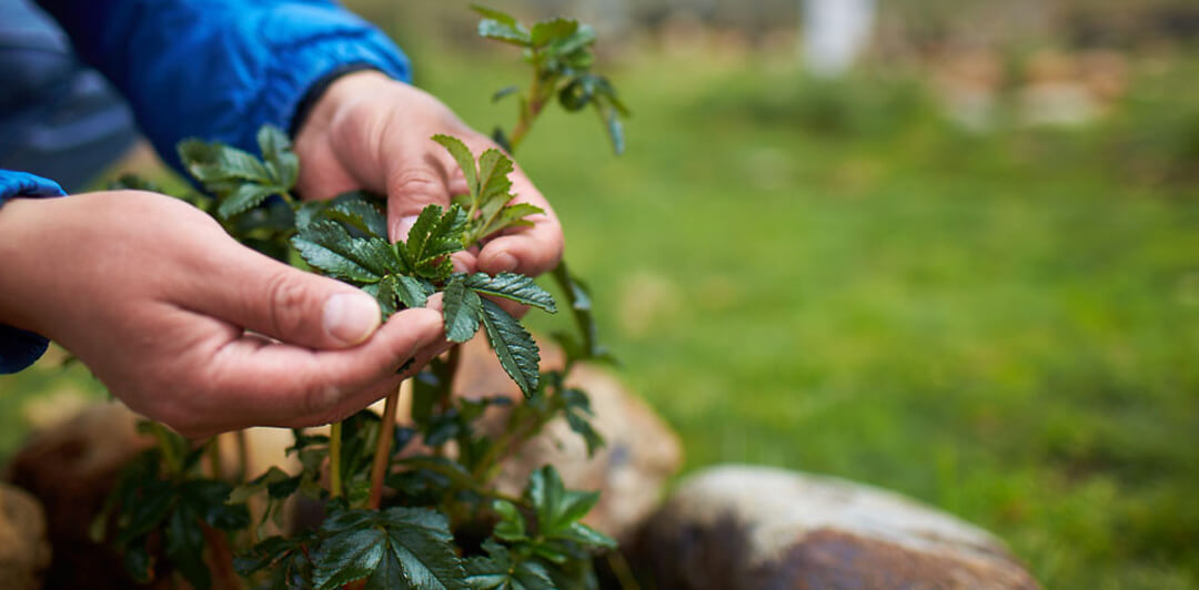An employee examining a plant in the field