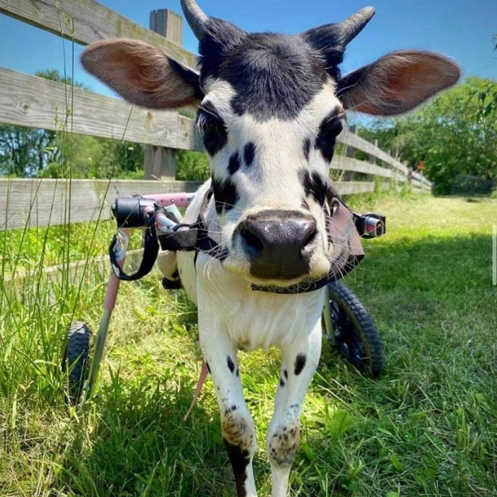 Tractor Supply Company Tractor Supply Completes Pet Celebration With 200,000 in Donations to